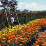 Oaxaca: Day of the Dead Altar Workshop with Meal - Key Points