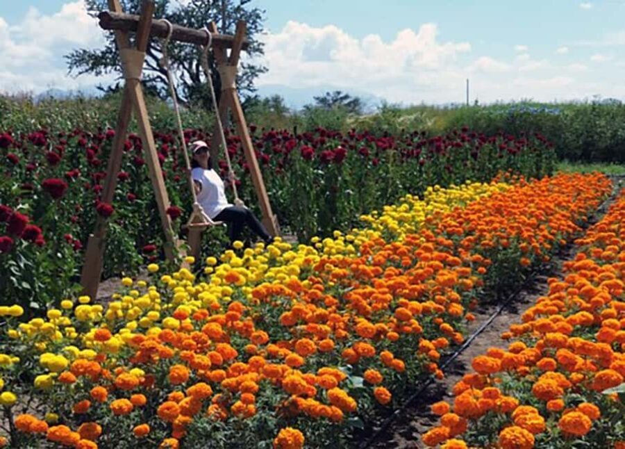 Oaxaca: Day of the Dead Altar Workshop with Meal - Key Points