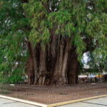 Oaxaca: El Tule tree, Teotitlan Village & Mezcal Tour - What You Can Expect on the Tour