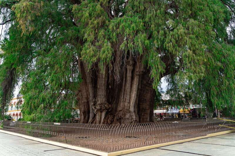 Oaxaca: El Tule tree, Teotitlan Village & Mezcal Tour - What You Can Expect on the Tour