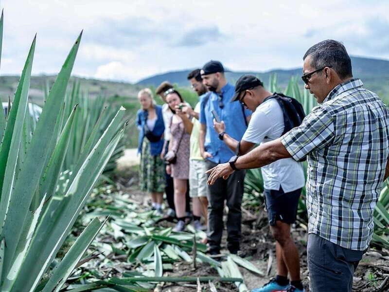 Oaxaca: Mezcal Distillery Tour with Tastings - Visiting the Family-Owned Palenques