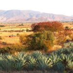 Oaxaca: Mezcal Tasting & Barrel Ride - Frequently Asked Questions