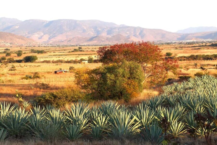 Oaxaca: Mezcal Tasting & Barrel Ride - Frequently Asked Questions