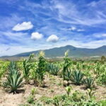 Oaxaca: Private Gastronomy and Culture Tour - Practical Details: What You Need to Know