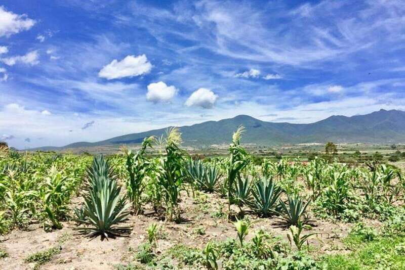 Oaxaca: Private Gastronomy and Culture Tour - Practical Details: What You Need to Know
