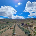 Oaxaca: Private Lunch in Maguey Fields with Mezcal Tasting - Who Will Love This Tour?