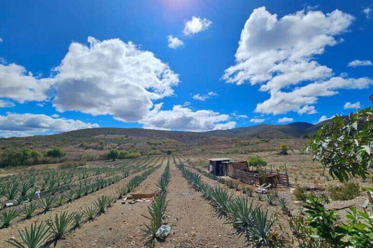 Oaxaca: Private Lunch in Maguey Fields with Mezcal Tasting - Who Will Love This Tour?