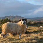 Oban, Whisky, Glencoe, Highlands, Loch Lomond Private Tour - Final Thoughts