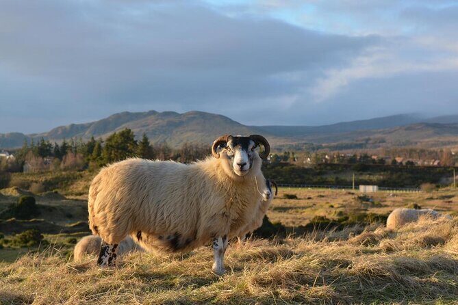 Oban, Whisky, Glencoe, Highlands, Loch Lomond Private Tour - Final Thoughts
