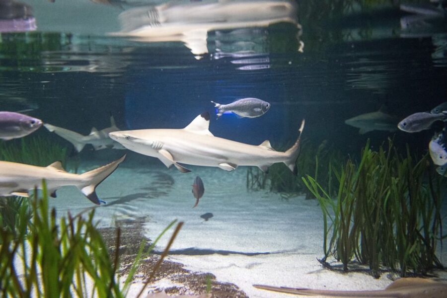 Oberhausen: SEA LIFE Ticket and Behind the Scenes Tour - The Sum Up
