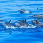 Observation DE Marine Mammals Dolphins and Ballenas EN Huatulco - In-Depth Look at the Itinerary