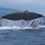 Observation of whales and dolphins in island Pico - Exploring the Marine World of Pico Island: An In-Depth Review