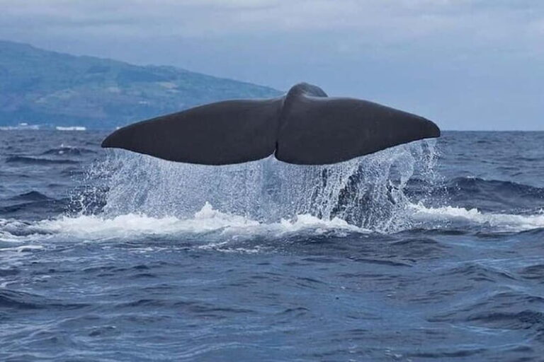Observation of whales and dolphins in island Pico - Exploring the Marine World of Pico Island: An In-Depth Review