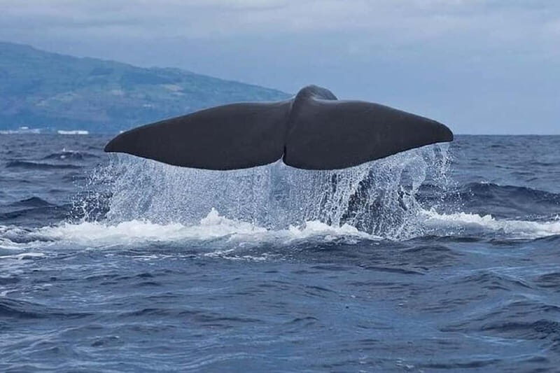 Observation of whales and dolphins in island Pico - Exploring the Marine World of Pico Island: An In-Depth Review