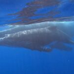 Observe and Swim with Whales in Tahiti - Who Should Consider This Tour?