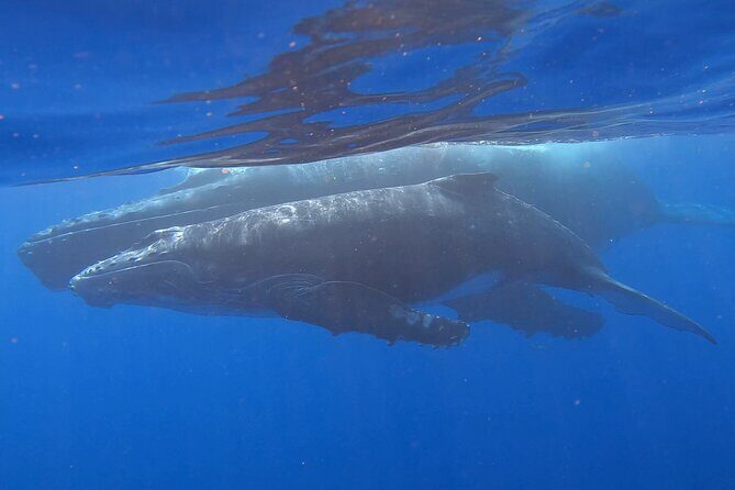 Observe and Swim with Whales in Tahiti - Who Should Consider This Tour?