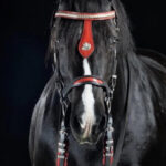 Ocala: Gypsy Gold Horse Farm Guided Walking Tour - A Detailed Look at the Gypsy Gold Horse Farm Guided Tour