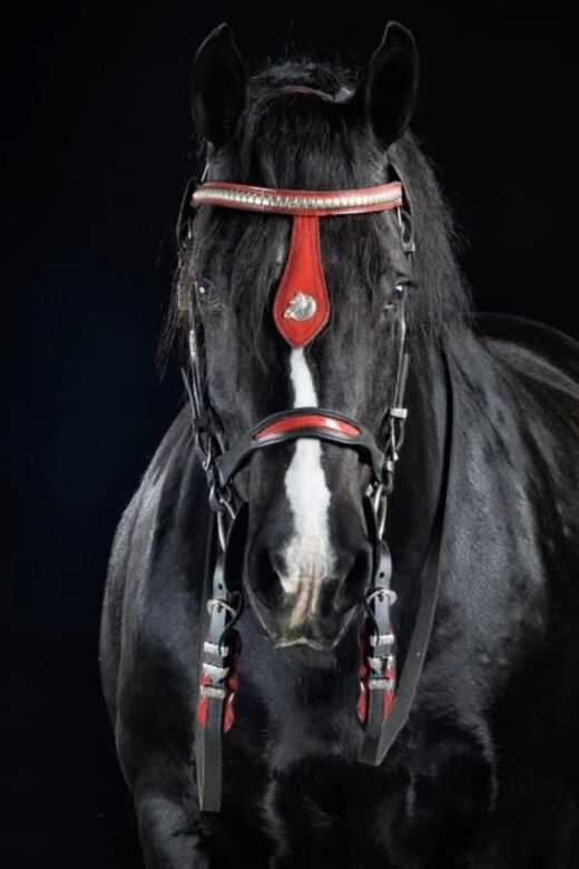 Ocala: Gypsy Gold Horse Farm Guided Walking Tour - A Detailed Look at the Gypsy Gold Horse Farm Guided Tour