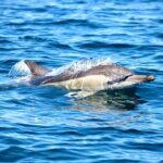 Ocean Explorer Tour from Lake Macquarie - What You Can Expect From This Experience