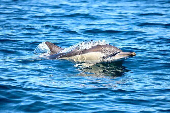 Ocean Explorer Tour from Lake Macquarie - What You Can Expect From This Experience