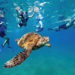 Ocean Reef Snorkeling and Paddleboarding - The Balance of Value and Experience