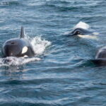 Ocean Safari in La Ventana BCS - An In-Depth Look at Your Ocean Safari Experience