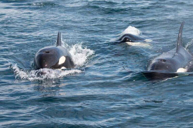 Ocean Safari in La Ventana BCS - An In-Depth Look at Your Ocean Safari Experience