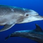 Ocean Safari: Sea Lions, Mobula Rays, Dolphins, Orcas & Whales - Exploring the Baja Ocean Safari in Depth