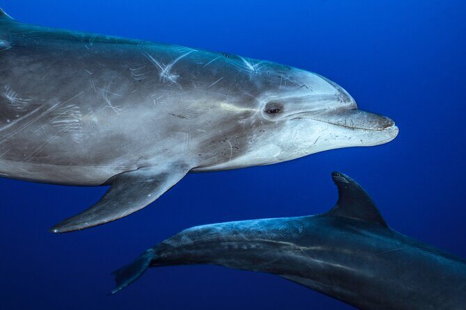 Ocean Safari: Sea Lions, Mobula Rays, Dolphins, Orcas & Whales - Exploring the Baja Ocean Safari in Depth