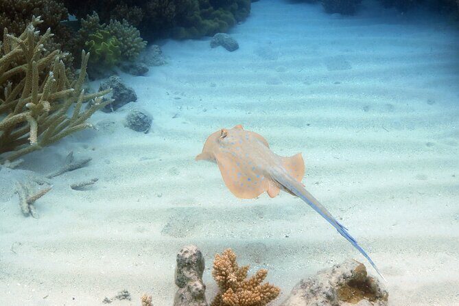 Ocean Spirit Sail to Michaelmas Cay Snorkel or Dive, from Cairns - Who Should Consider This Tour?