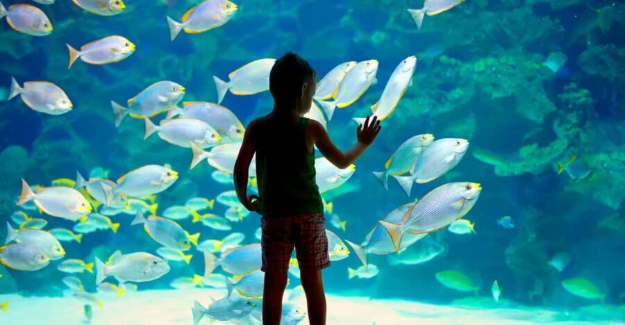 Oceanographic Museum of Monaco Ticket - An In-Depth Look at Your Visit to the Oceanographic Museum