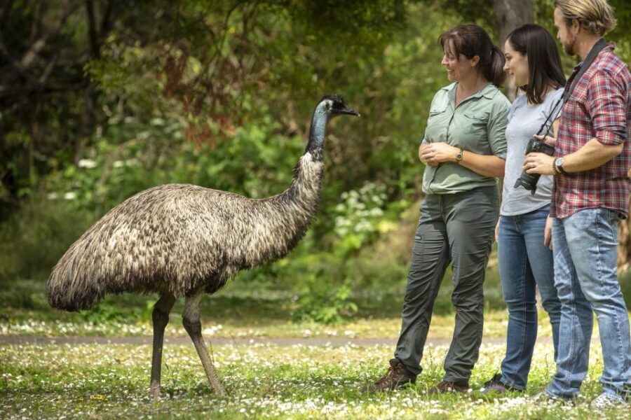 Oceans to Mountains Explorer: 3-Day Great Ocean Road Tour - What Makes This Tour Stand Out?