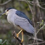 Ochopee: Half-Day Mangrove Tunnel Kayak Tour - FAQ