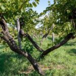 Off-road tour through vineyards and organic wine tasting Villa Bogdano 1880 - An In-Depth Look at the Experience