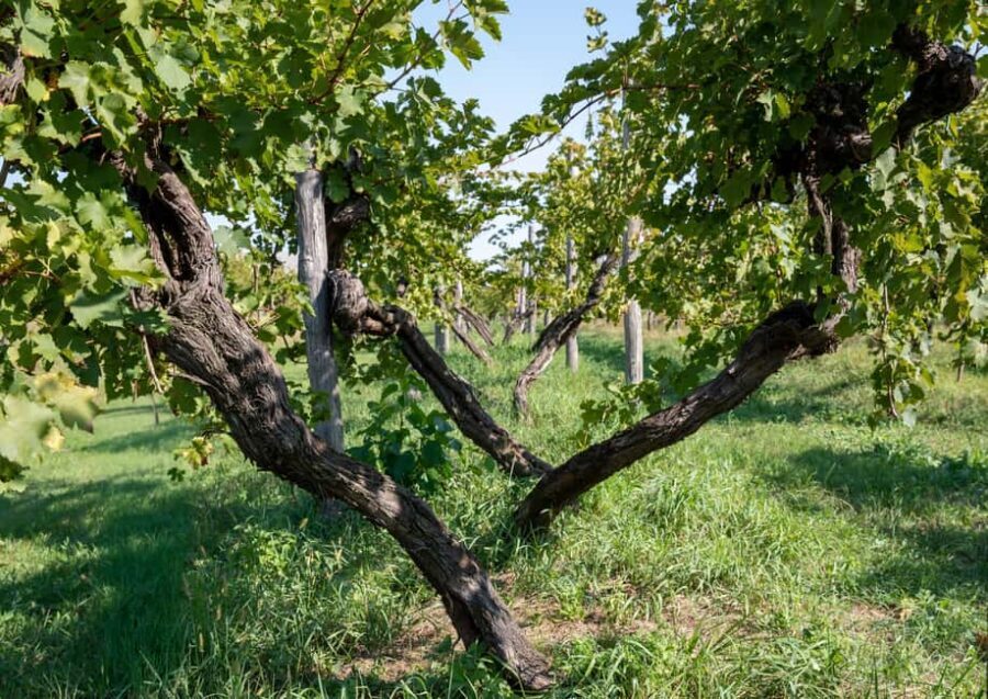 Off-road tour through vineyards and organic wine tasting Villa Bogdano 1880 - An In-Depth Look at the Experience
