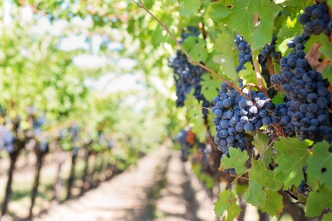 Off-Road Wine Fiesta at Cephalonia - The Final Word