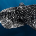 Offshore Safari Adventure in Kona with Underwater Videos - The Sum Up: Is This the Right Tour for You?