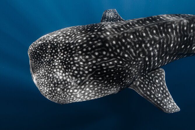 Offshore Safari Adventure in Kona with Underwater Videos - The Sum Up: Is This the Right Tour for You?