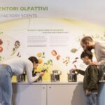 Oil Museum and Mill in Tuscany: interactive tour and tasting - The Sum Up