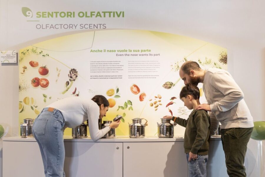 Oil Museum and Mill in Tuscany: interactive tour and tasting - The Sum Up