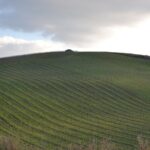 Oil Tour in Historic Baglio Florio Adamo with Lunch - The Sum Up