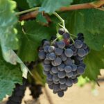Oil & Wine Tasting - A Deep Dive into the Experience