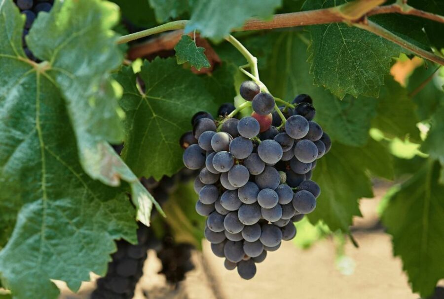 Oil & Wine Tasting - A Deep Dive into the Experience