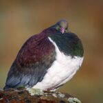 Okarito Nature Tour - Who Should Book This Tour?