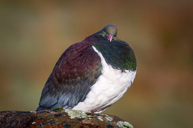 Okarito Nature Tour - Who Should Book This Tour?