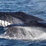 Ólafsvík: Whale Watching Tour - Why This Tour Stands Out