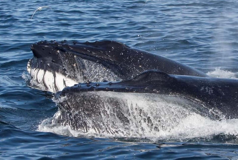 Ólafsvík: Whale Watching Tour - Why This Tour Stands Out
