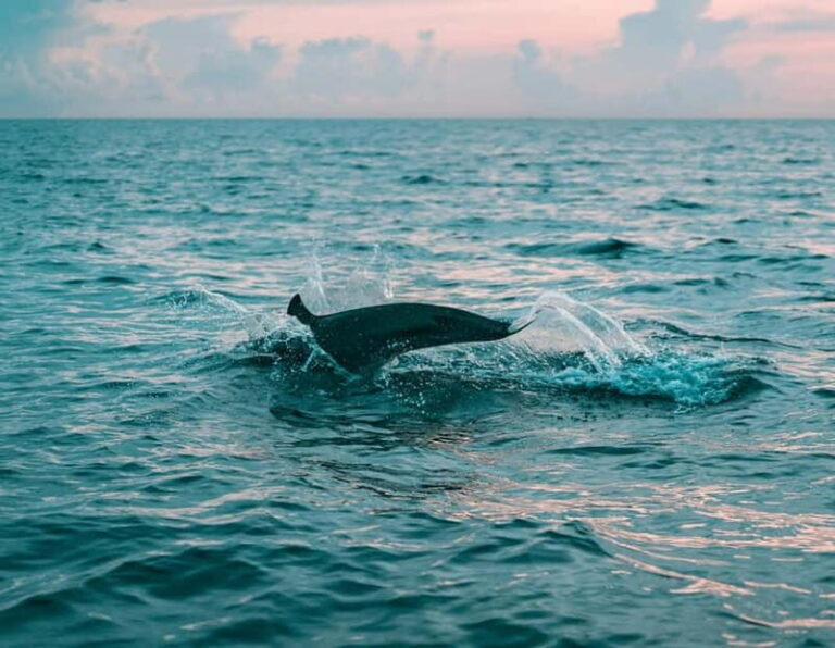 Olbia: Dolphin Watching & Snorkeling Boat Trip - Who Should Consider This Tour?