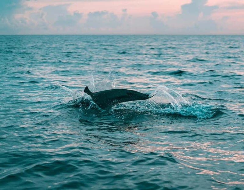 Olbia: Dolphin Watching & Snorkeling Boat Trip