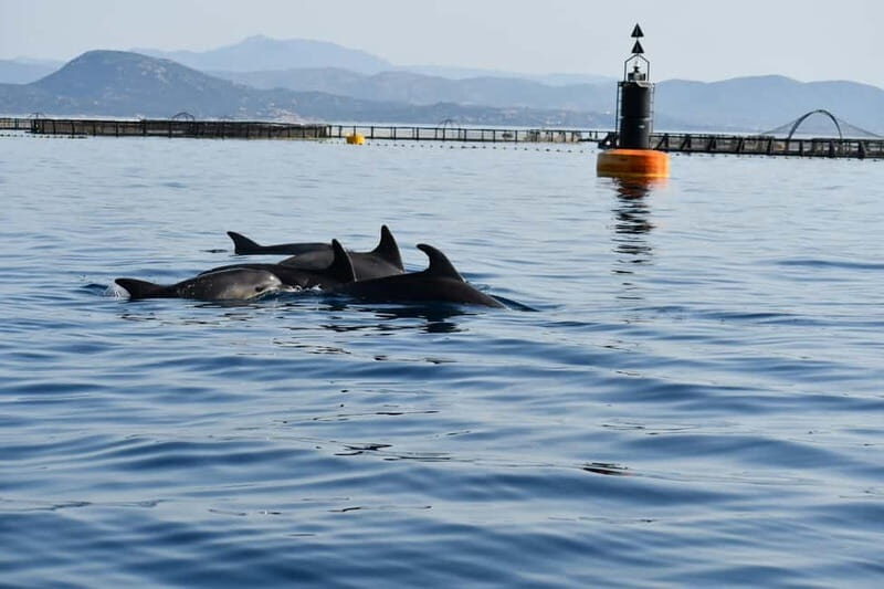 Olbia: : ecological boat trip for dolphin spotting - An In-Depth Look at the Experience